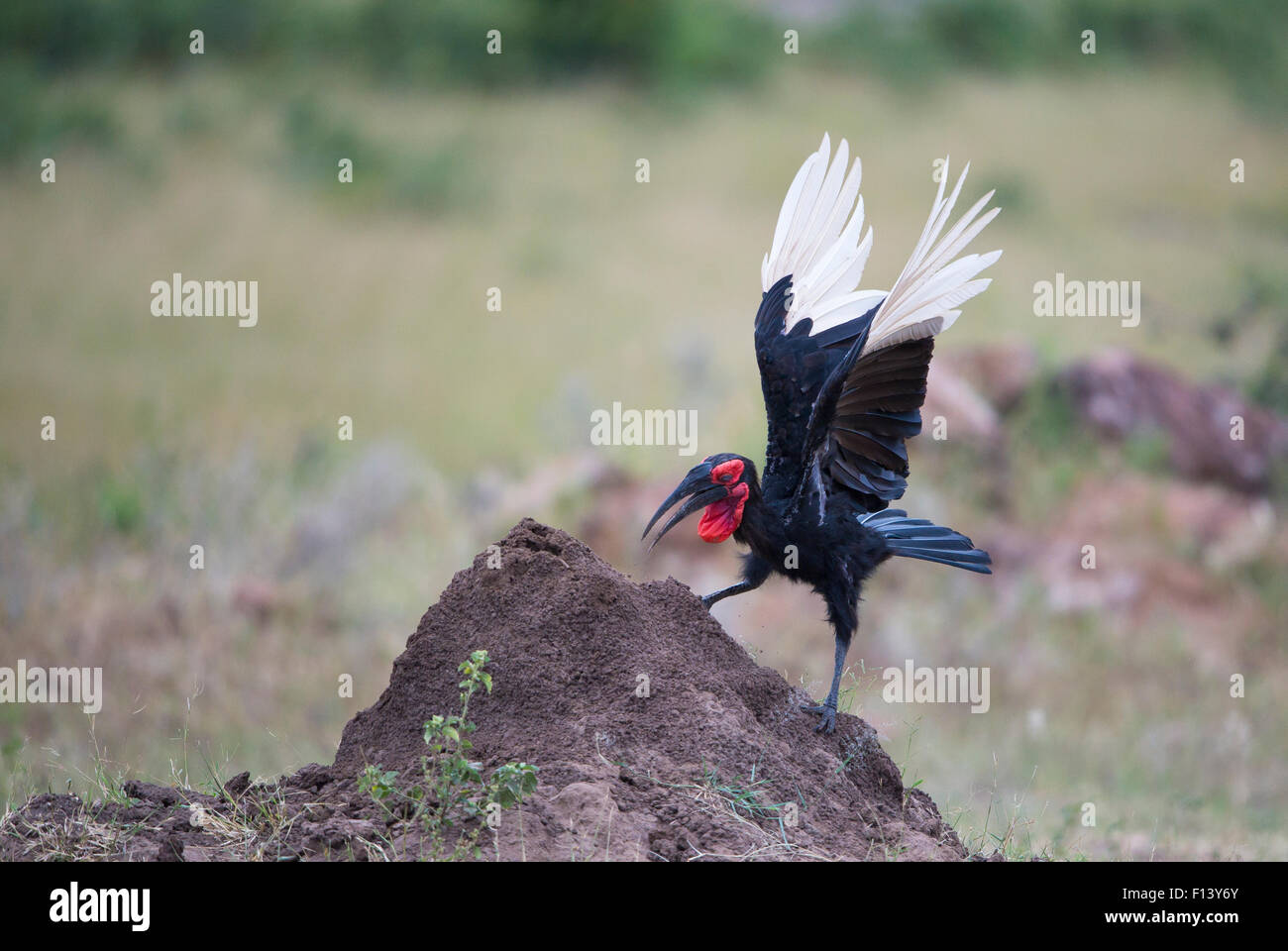 Tierra del Sur (Bucorvus leadbeateri bucero) rompa un termitero, el Parque Nacional Chobe en Botswana. Foto de stock