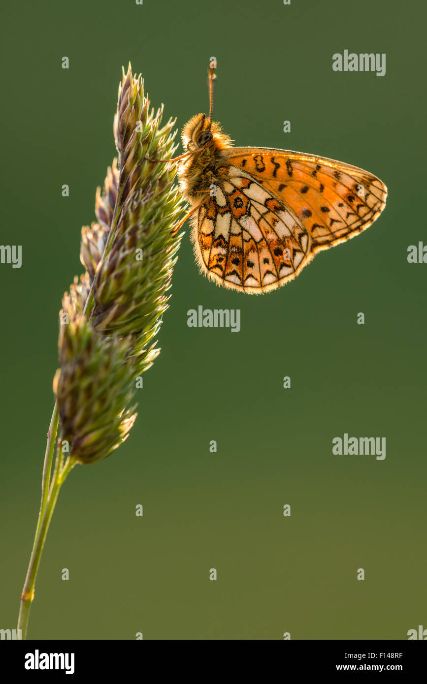 Pequeña perla bordeado speyeria butterfly (Boloria selene) descansando sobre la hierba, retroiluminado, subalares Marsland Boca, North Devon, Reino Unido, junio. Foto de stock