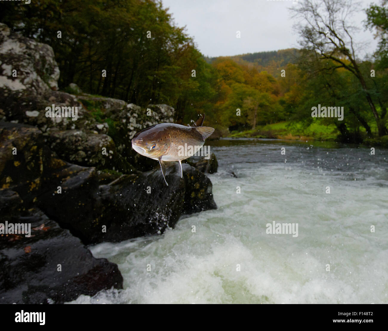 Salomon / pescar Truchas (Salmo sp) saltar una cascada en el Afon Lledr,  Betws Y Coed, Gales, Octubre Fotografía de stock - Alamy