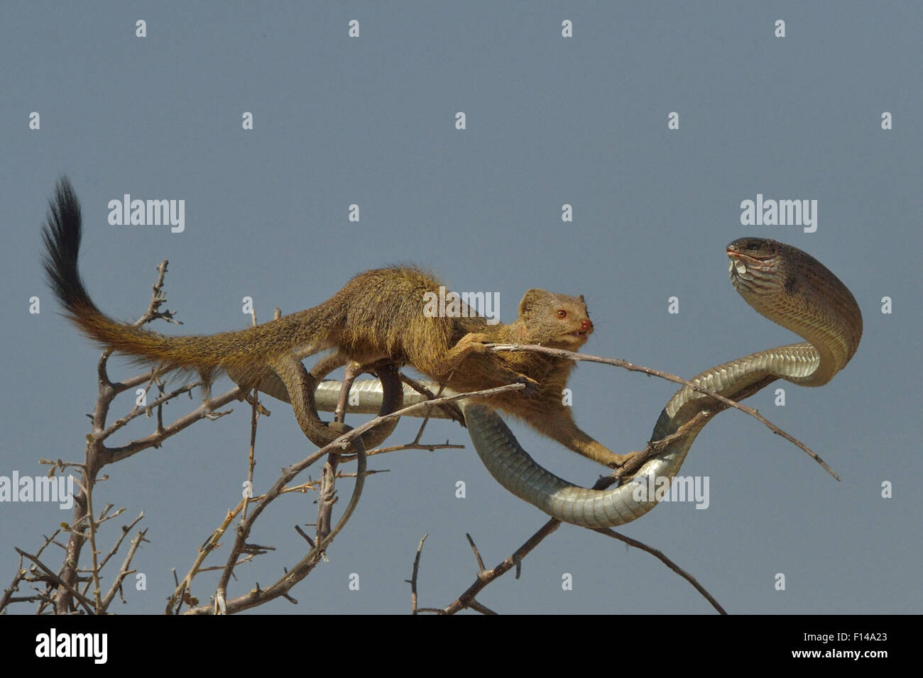 La mangosta esbelta (Galerella sanguinea) aproximación Boomslang snake