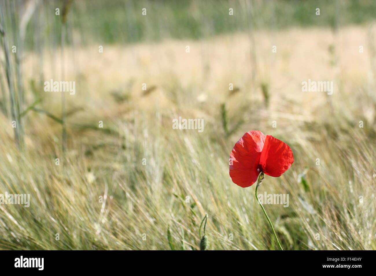 Vista minimalista de un hermoso color rojo amapola que crece en un maíz cultivado presentaron Foto de stock