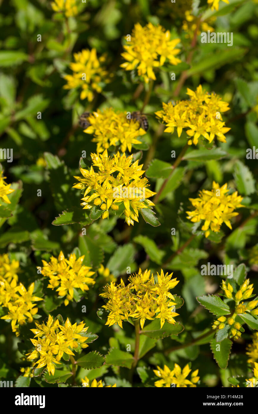 Rock Felsen-Fetthenne Tripmadam Stonecrop,,,,, Felsen-Mauerpfeffer Fetthenne Felsenfetthenne, Sedum rupestre, Sedum reflexum Foto de stock