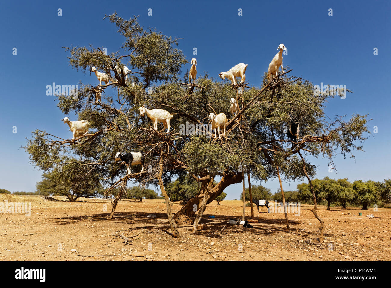 Árboles de argán y las cabras en el camino entre Essaouira y Marrakech en Marruecos.El aceite de argán se produce utilizando las semillas. Foto de stock