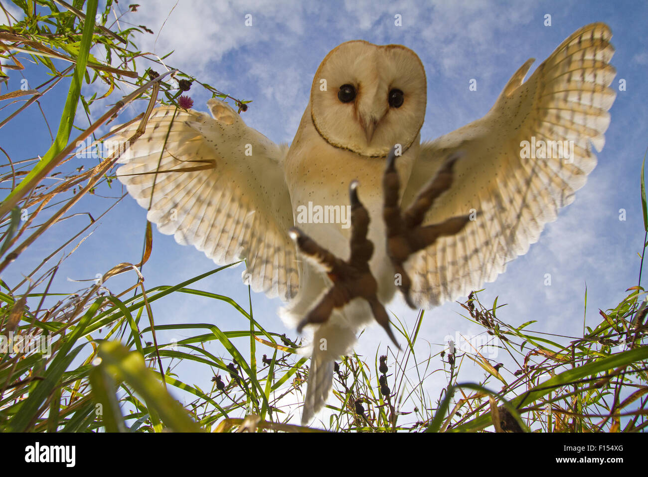 Lechuza de Campanario (Tyto alba) caza/flotando, Somerset, Reino Unido, pájaros entrenados. Foto de stock