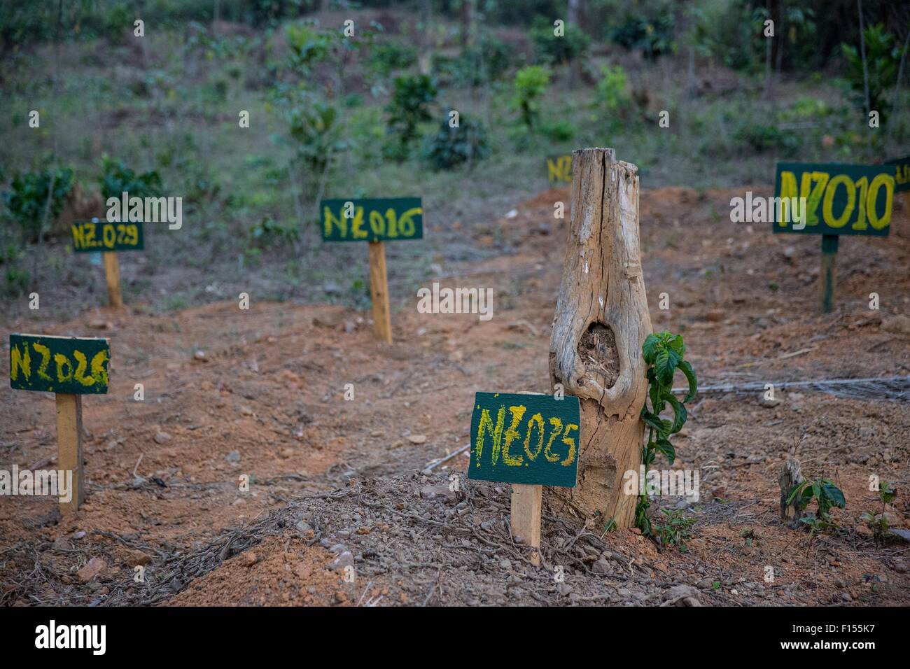 Signos simple numerada marcar los lugares donde están enterradas las víctimas del ébola en un cementerio especial creada para el estallido de Enero 8, 2015 en N'Zerekore, Guinea. Foto de stock