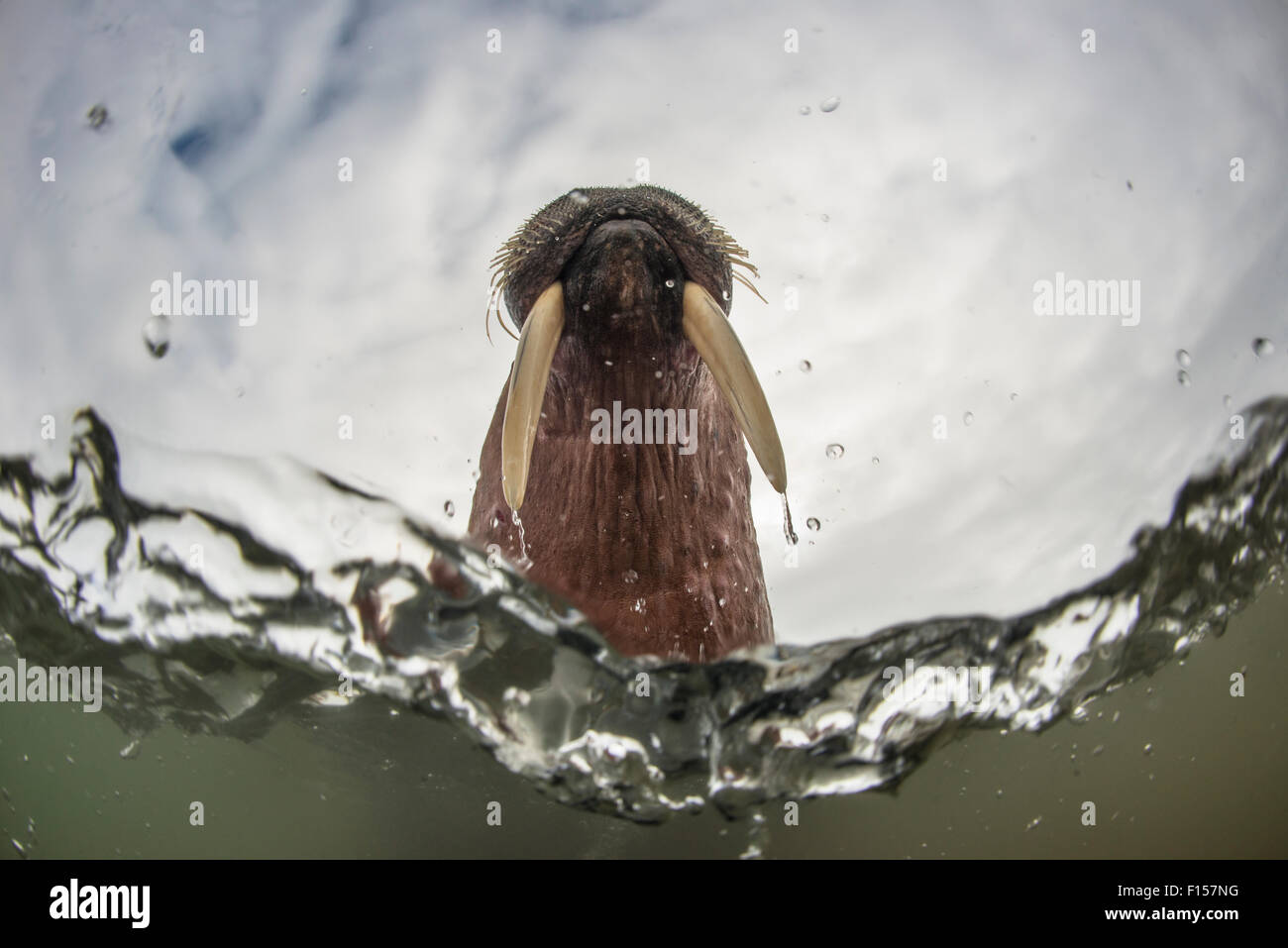 La morsa (Odobenus rosmarus) vista submarina, Edgeoya, Svalbard, Noruega, en junio. Foto de stock