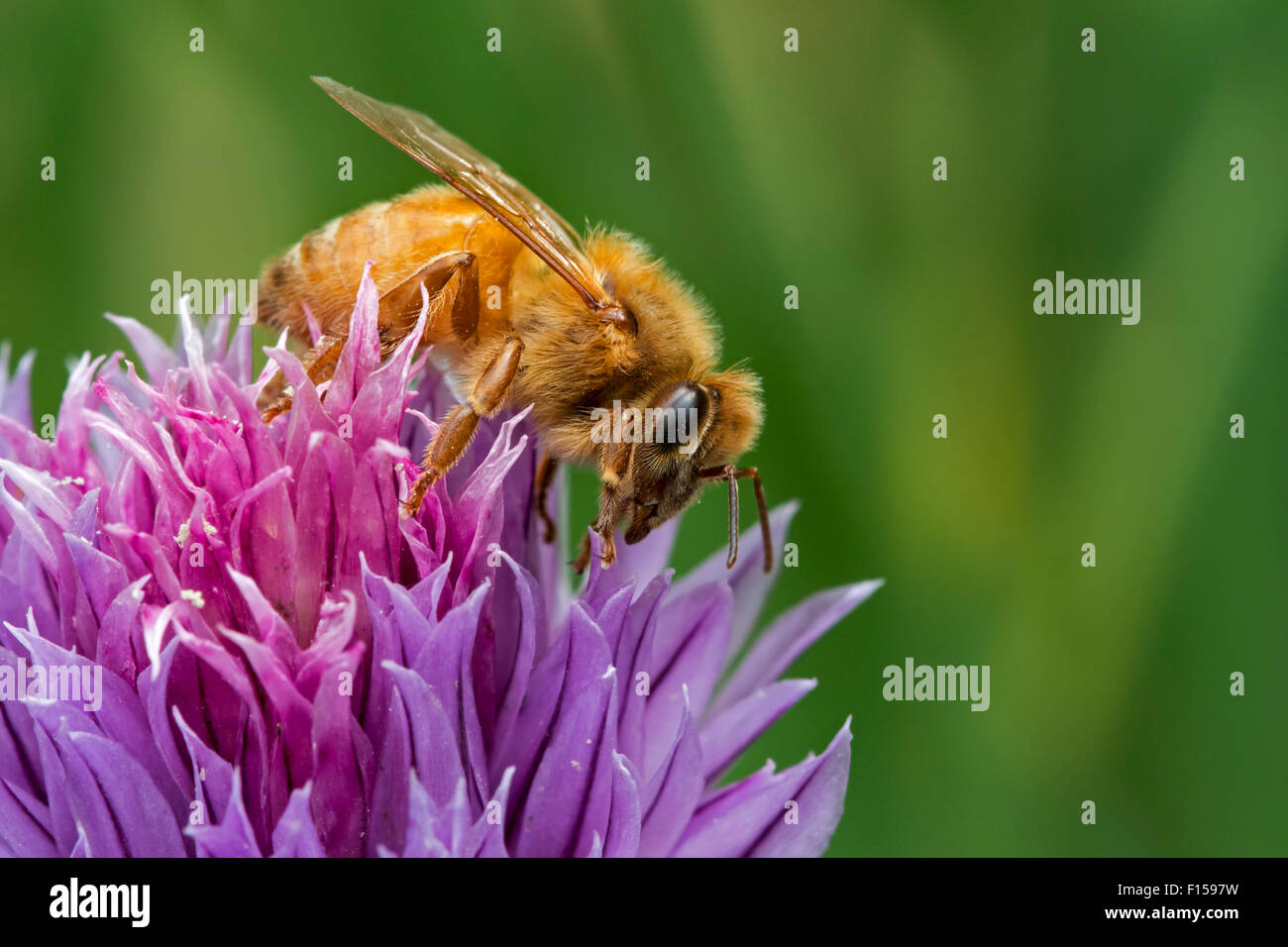 Abeja cordobés italiana (Apis mellifera ligustica), subespecies del oeste de las abejas recolectando néctar de floración cebollino Foto de stock