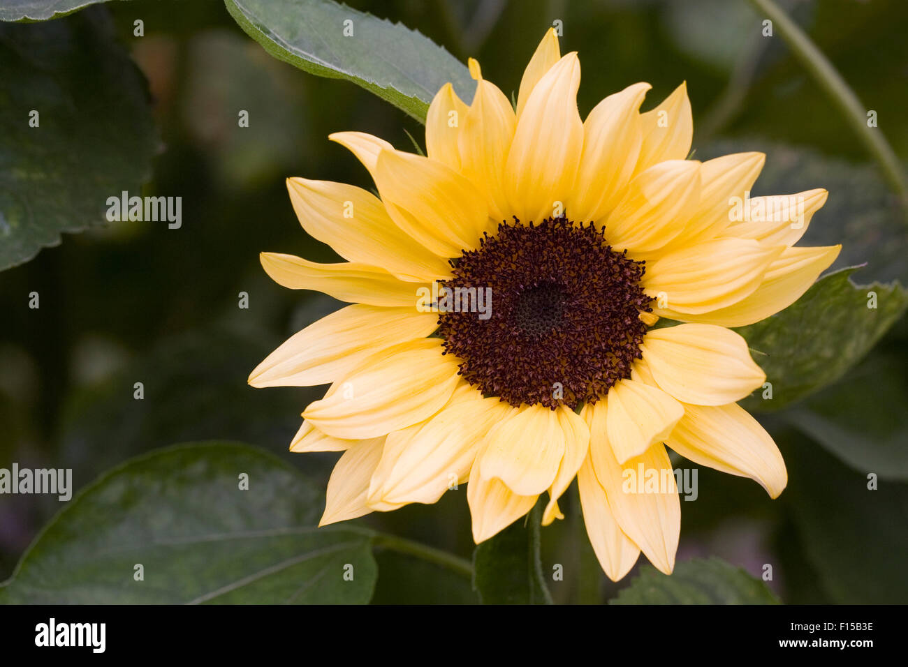 Helianthus annuus 'ProCut' Flor de durazno. Foto de stock