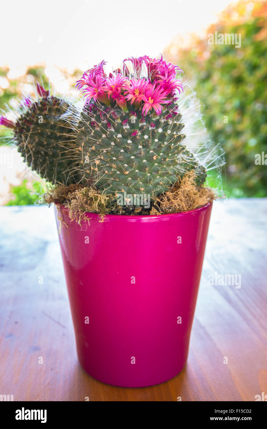 Cactus con pequeñas flores rosas en un jarrón de color fucsia Fotografía de  stock - Alamy