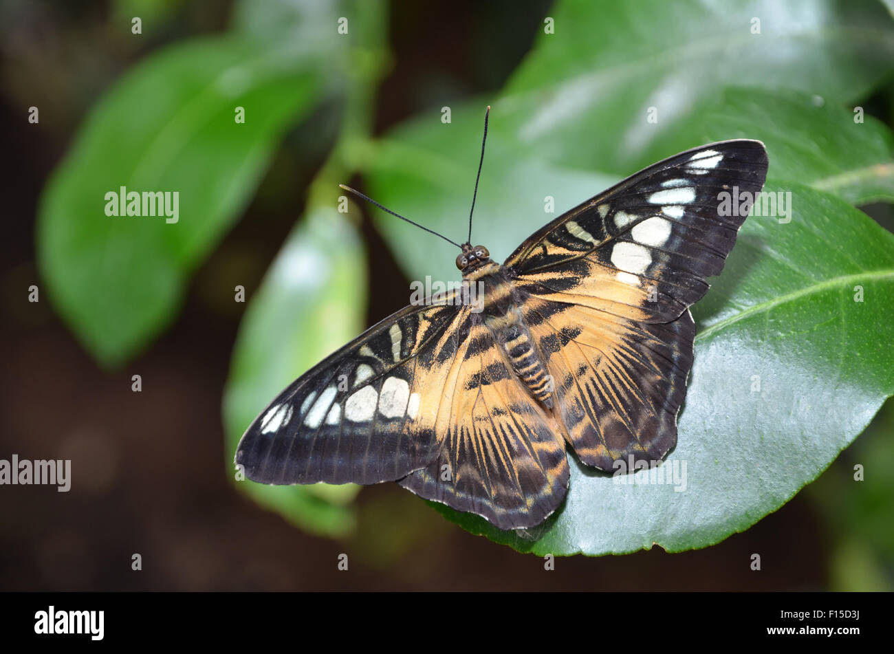 Brown Clipper butterfly, Partenos sylvia Foto de stock