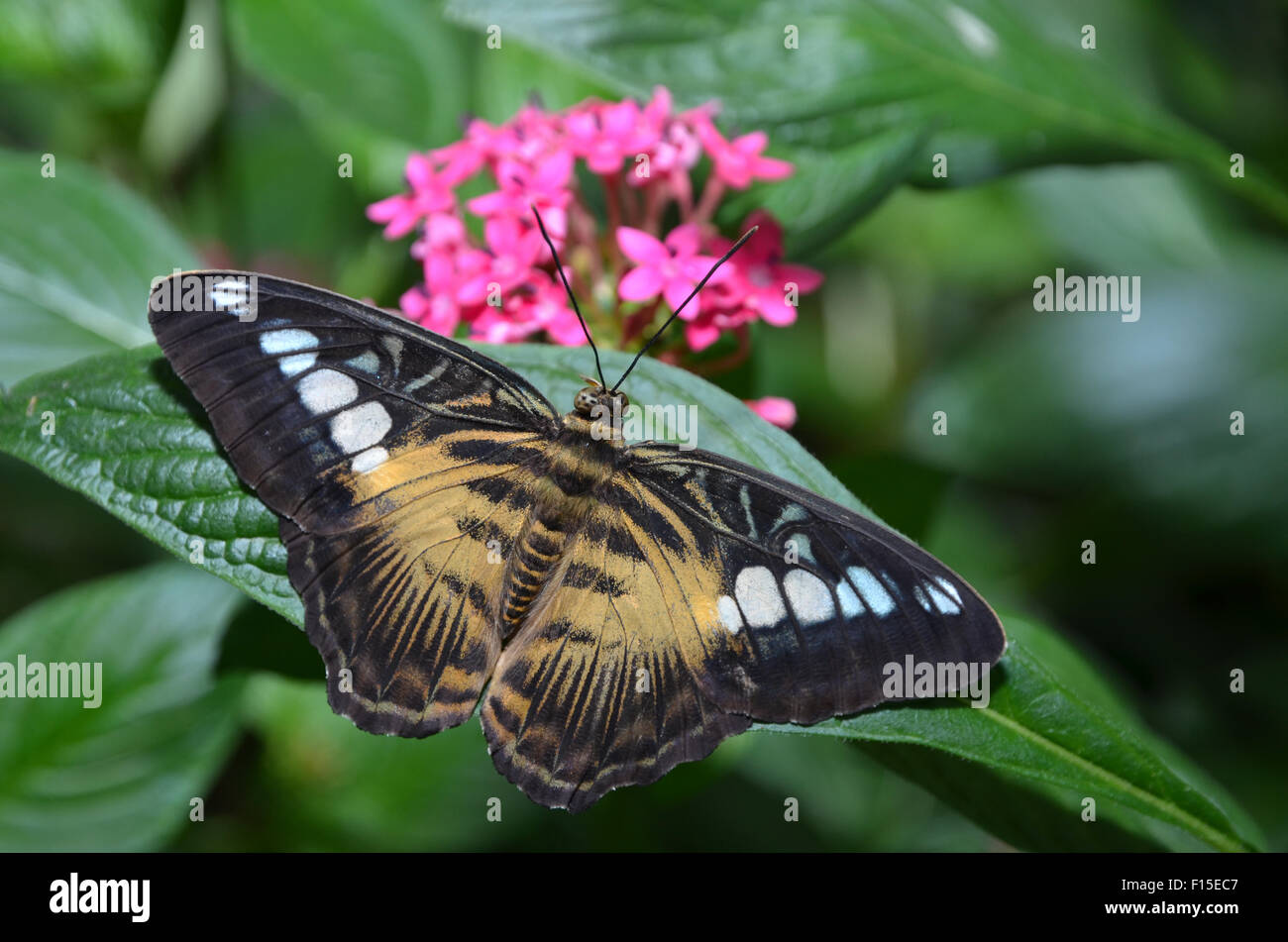 Brown Clipper butterfly, Partenos sylvia Foto de stock
