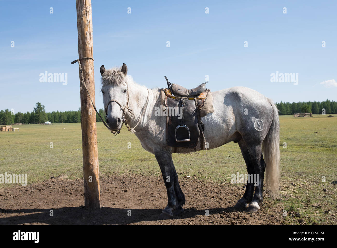 Caballo atado a un poste. Norte de Mongolia. Foto de stock