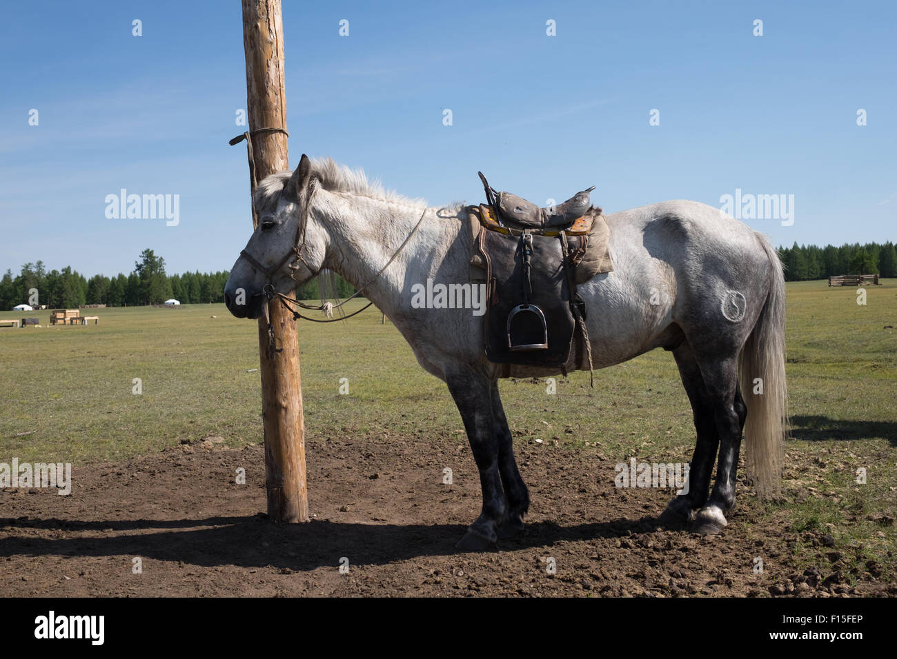 Caballo atado a un poste. Norte de Mongolia. Foto de stock