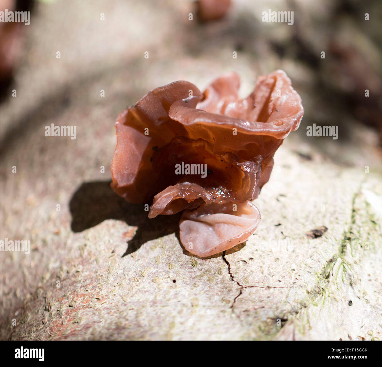 Jelly Ear mushroom cluster Fotografía de stock - Alamy