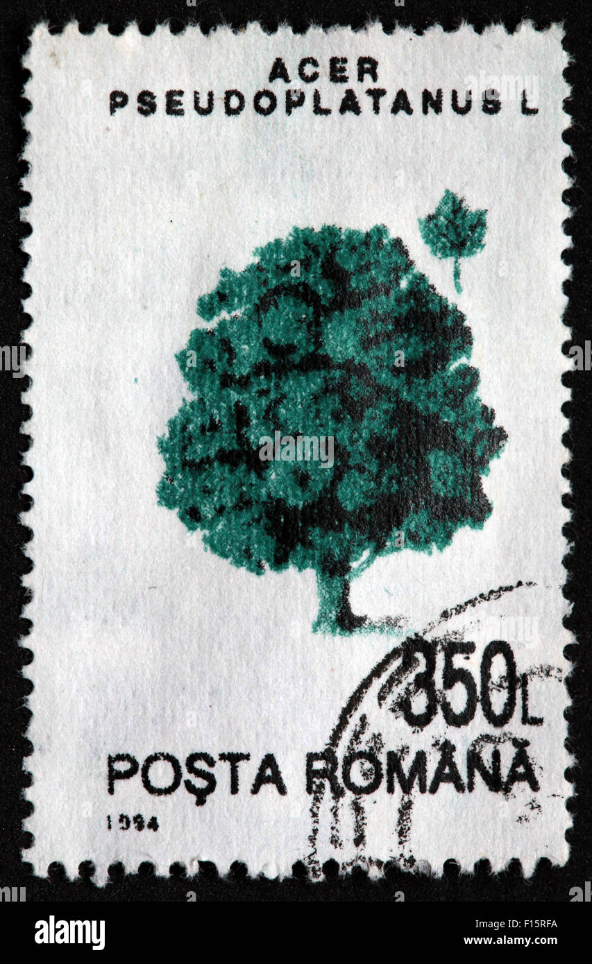 Posta Romana 350L treeAcer Pseudoplatanus L 1994 Sello Foto de stock