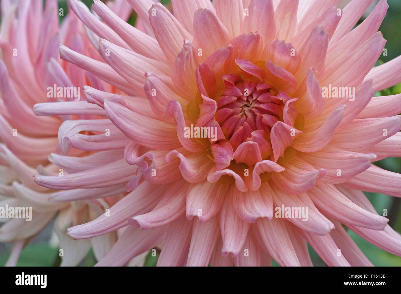 Cerca de durazno dalia decorativa. Foto de stock