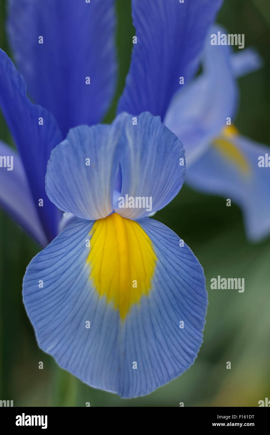 Cerca de Iris X Hollandica Blue Magic flor. Foto de stock