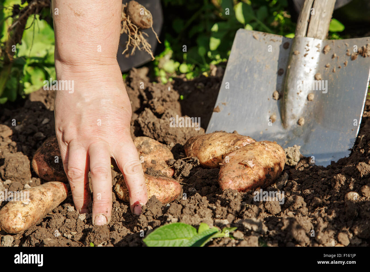 Desenterrar patatas frescas con pala al aire libre Foto de stock
