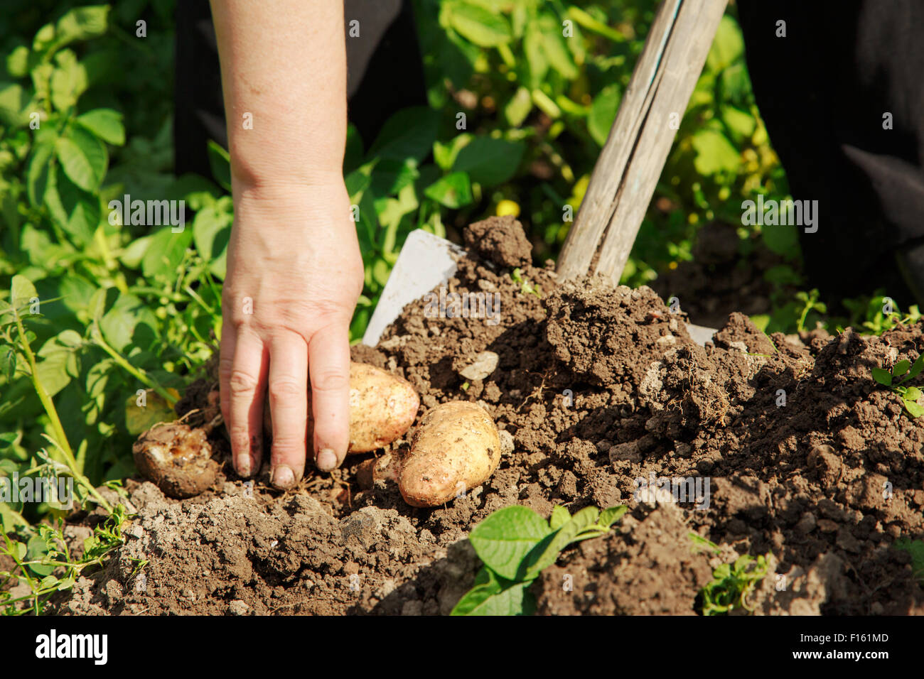 Desenterrar patatas frescas con pala al aire libre Foto de stock