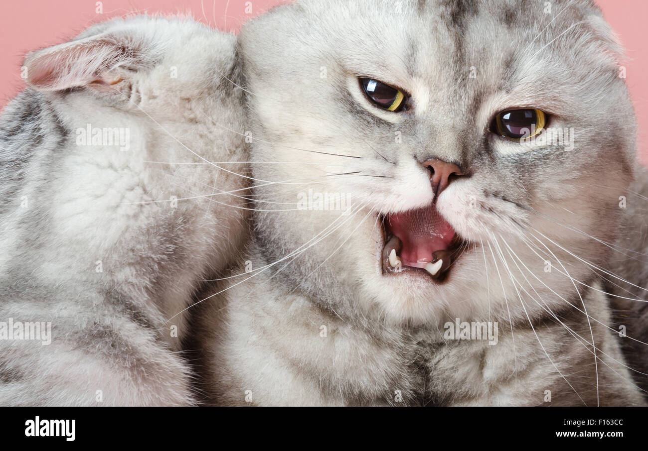 Dos gato gris jugar y caricias o lucha, sobre fondo de color rosa, horizontal, vertical Foto de stock