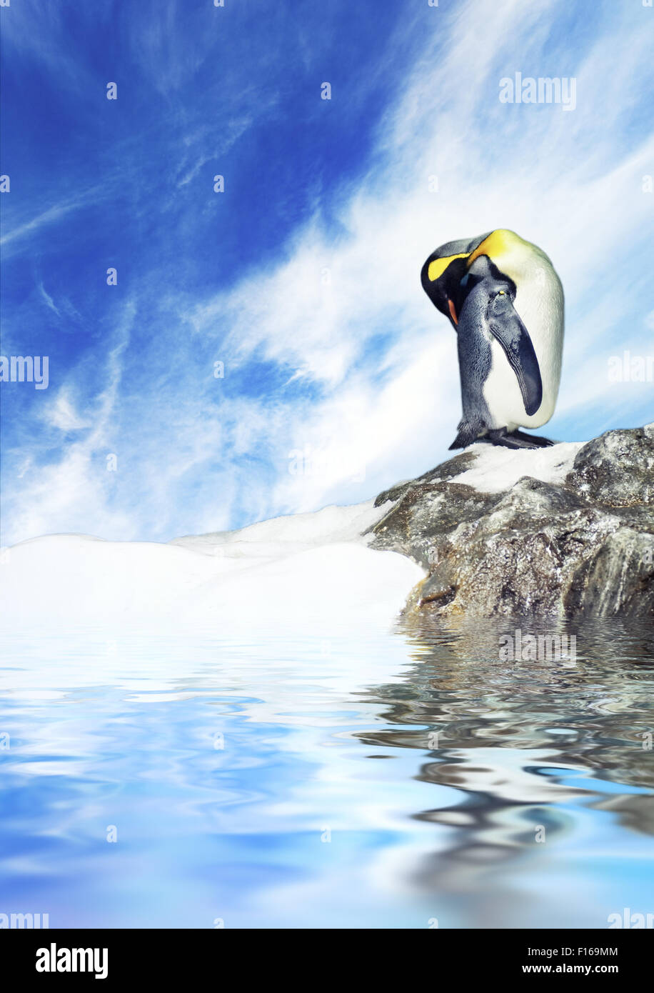 Imagen de un pingüino Foto de stock
