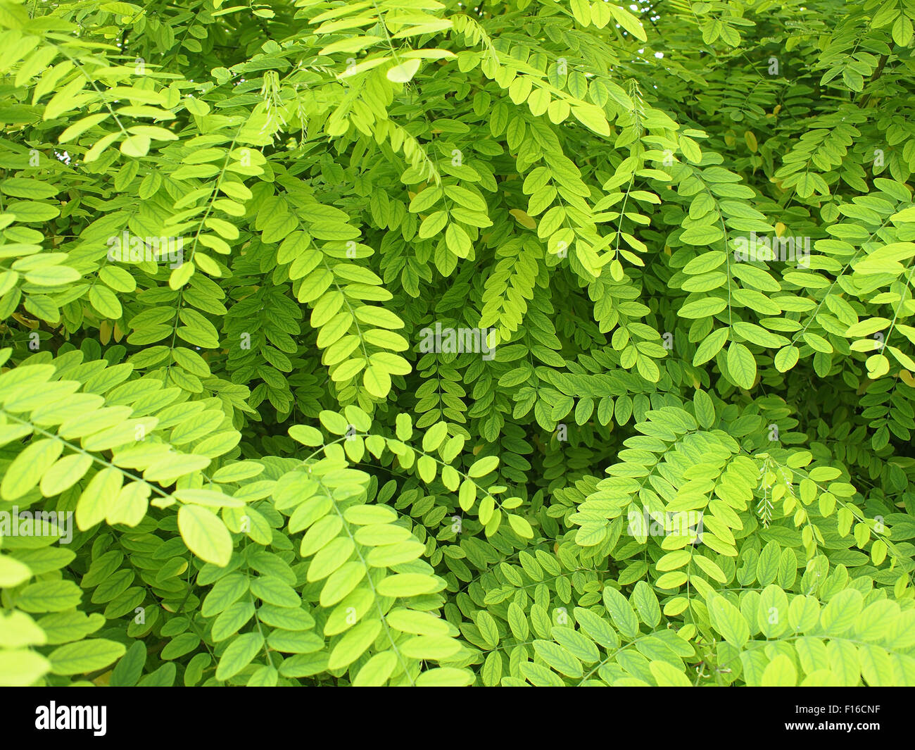 Pequeño, pálido, hojas de luz verde de acacia en el bastidor. Enfoque selectivo Foto de stock