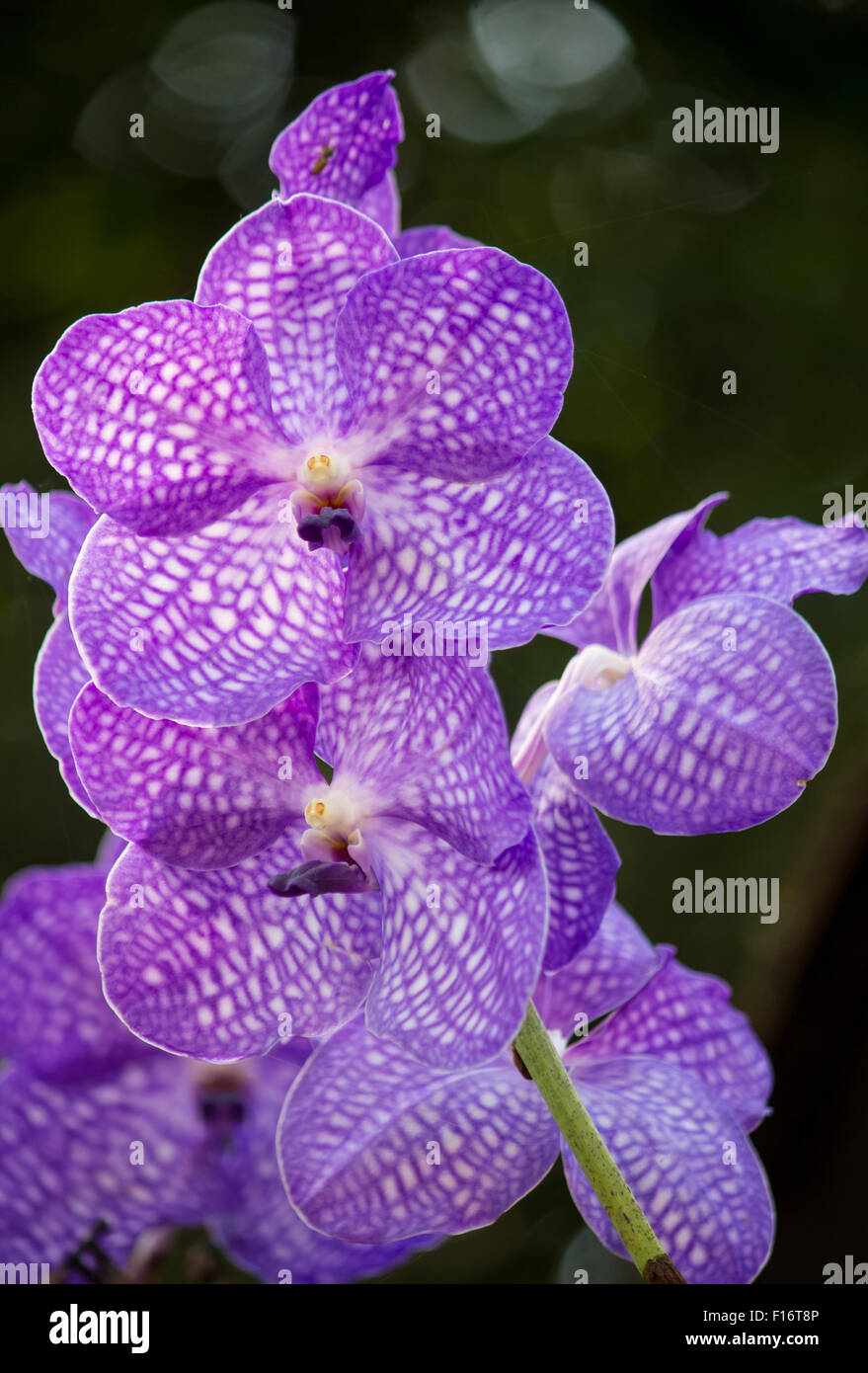 Flor de orquídea vanda azul Fotografía de stock - Alamy