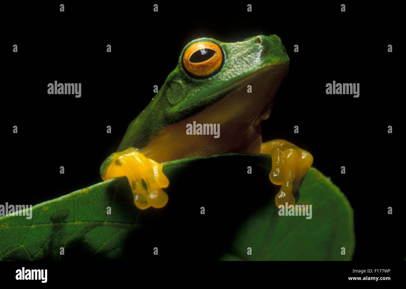 La rana arborícola verde de Australia (Litoria caerulea) Foto de stock