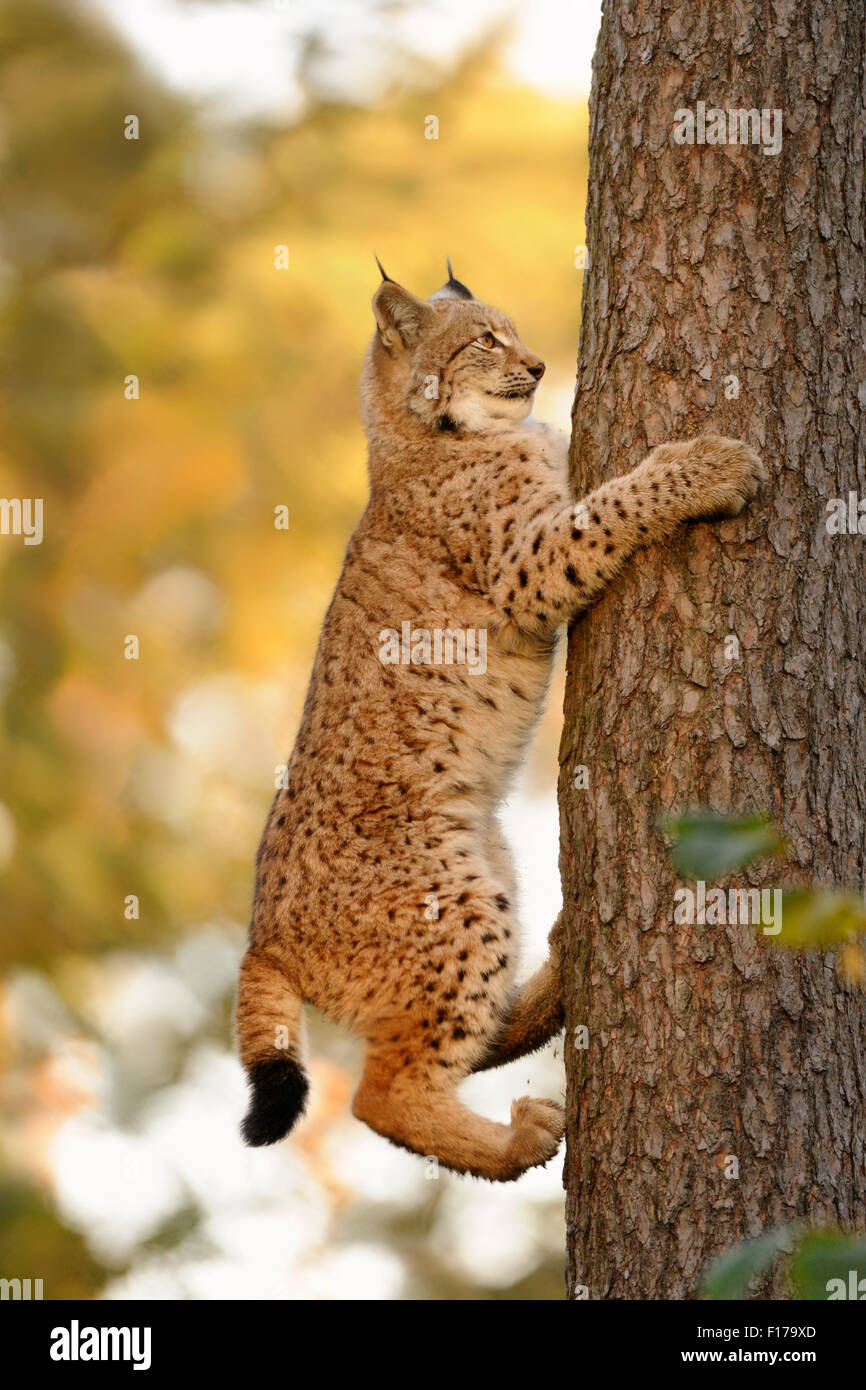 Lince euroasiático / Eurasischer Luchs ( Lynx lynx ) subiendo por el tronco de un árbol de una conífera delante de un fondo de color otoñal Foto de stock