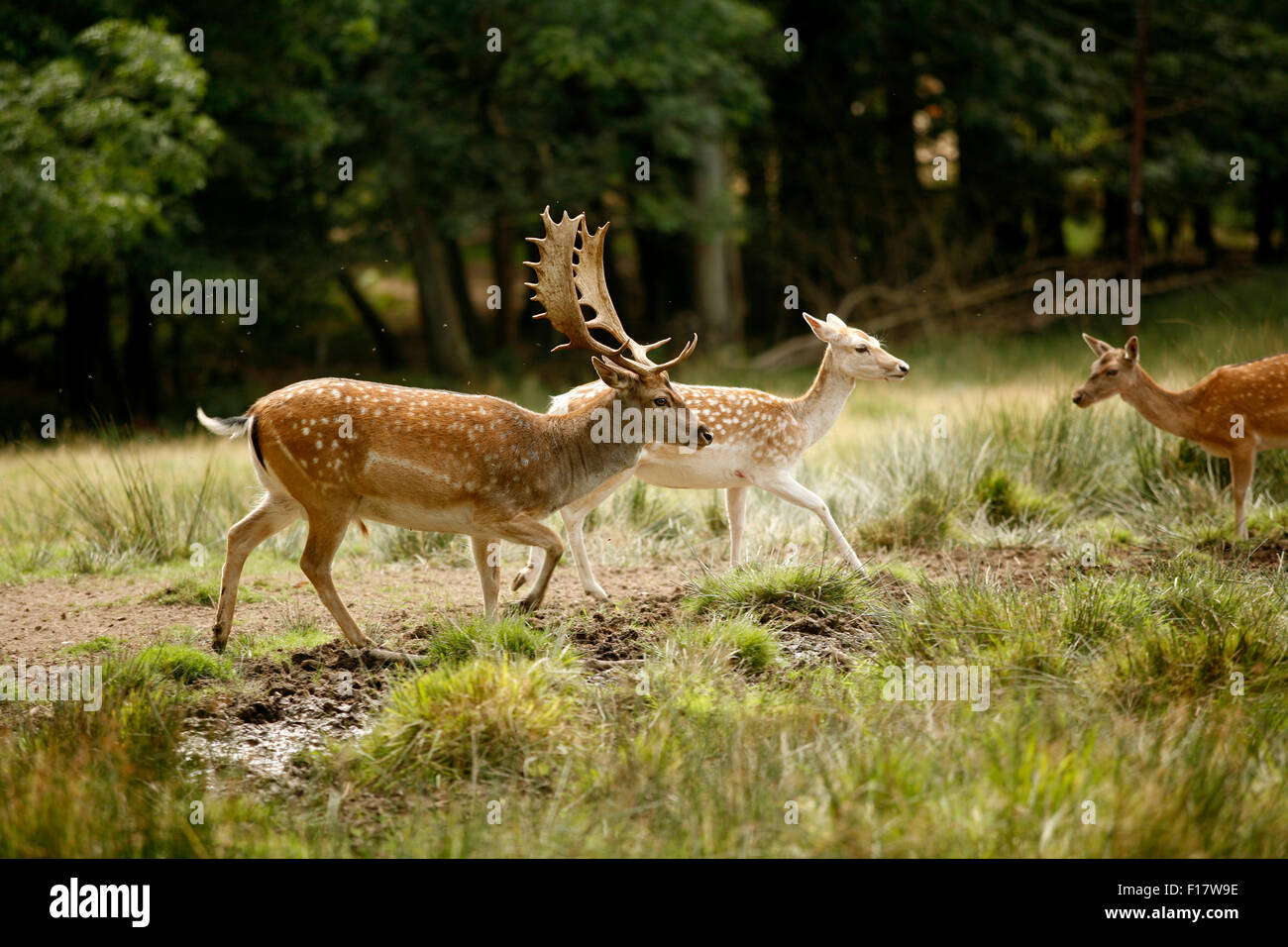 Nuevo bosque gamos, Inglaterra Foto de stock