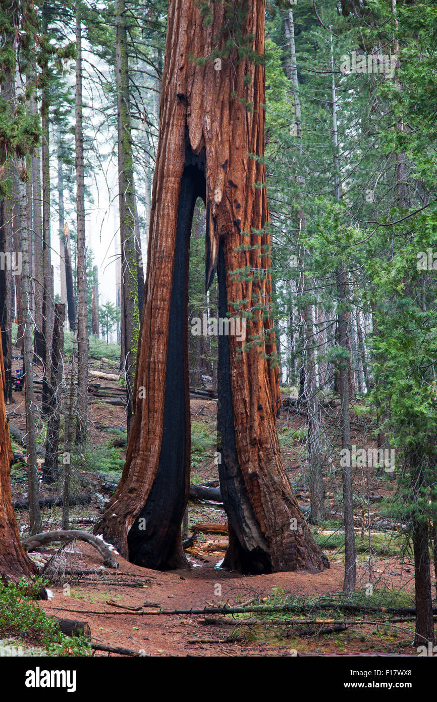 El árbol Clothespin en Mariposa Grove, el Parque Nacional Yosemite, California, EE.UU. Foto de stock