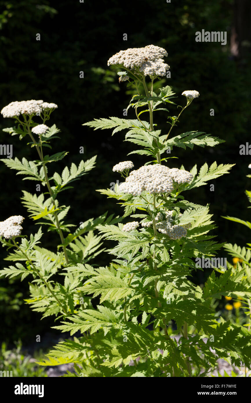 Rayed tansy, flores blancas, Großblättrige Wucherblume tansy, Straußmargerite, Tanacetum Macrophyllum macrophyllum,Crisantemo Foto de stock