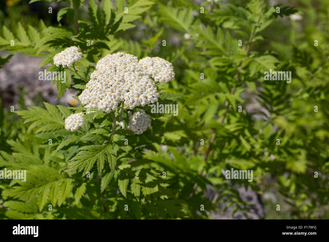 Rayed tansy, flores blancas, Großblättrige Wucherblume tansy, Straußmargerite, Tanacetum Macrophyllum macrophyllum,Crisantemo Foto de stock