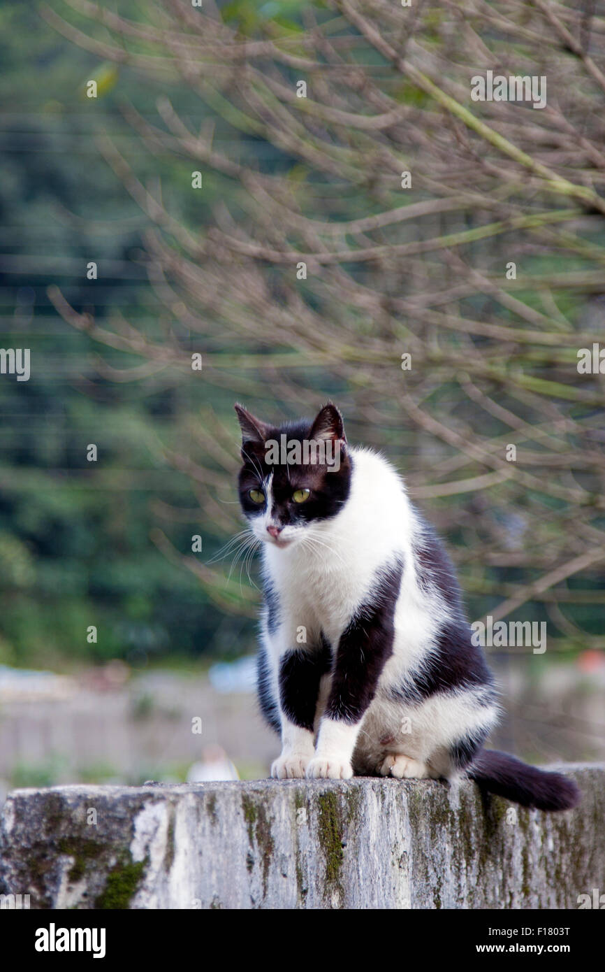 Hermoso gato negro con color blanco mirando hacia adelante Foto de stock