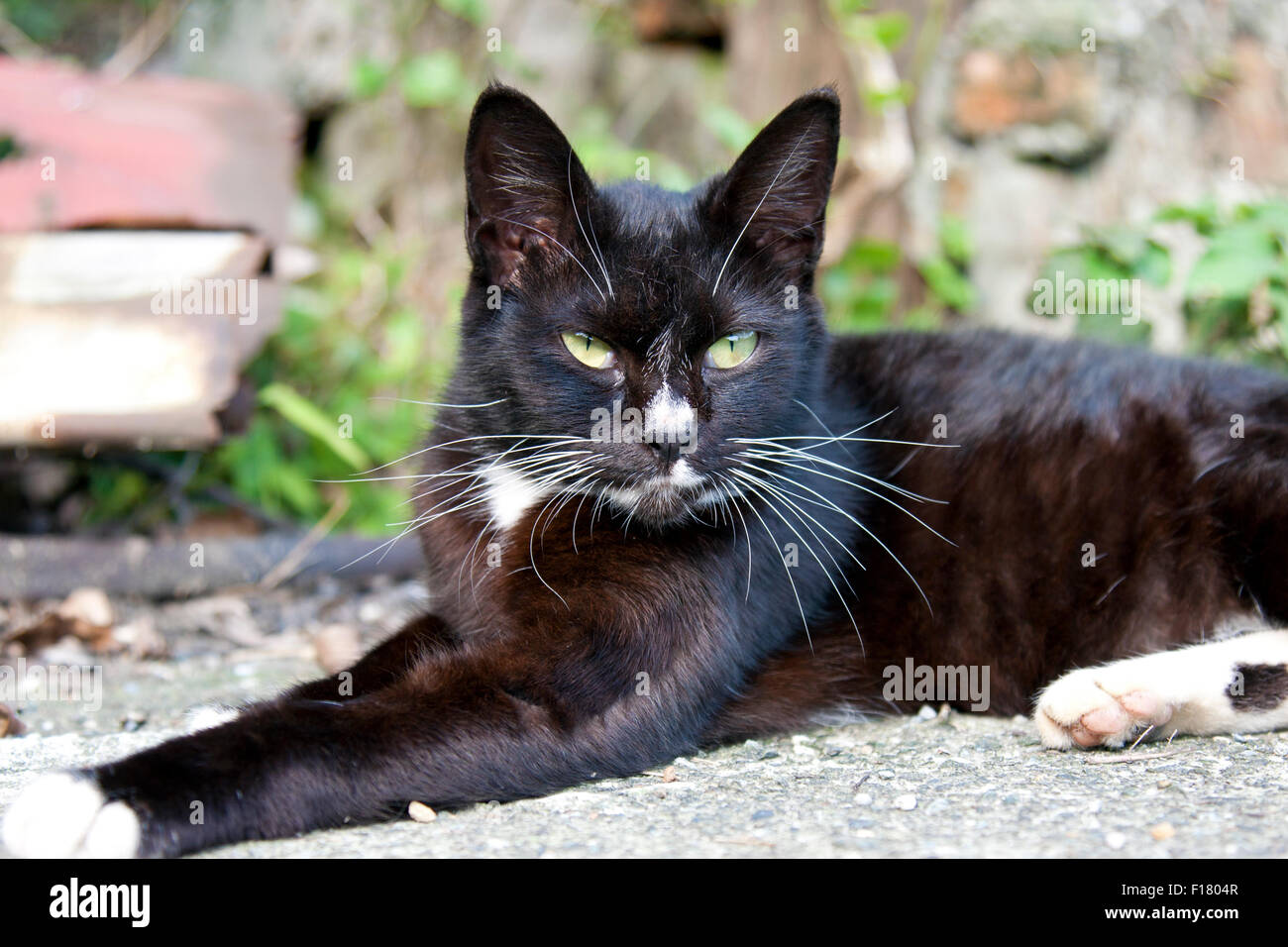 Retrato de un lindo gato negro mirando hacia adelante Foto de stock