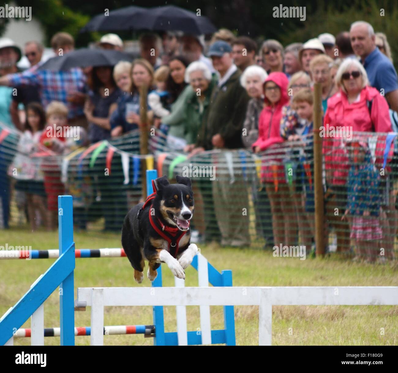 Perro blanco y negro saltar por encima de una valla en una carrera de obstáculos con una multitud de gente que busca en un país fayre en Hampshire. Foto de stock