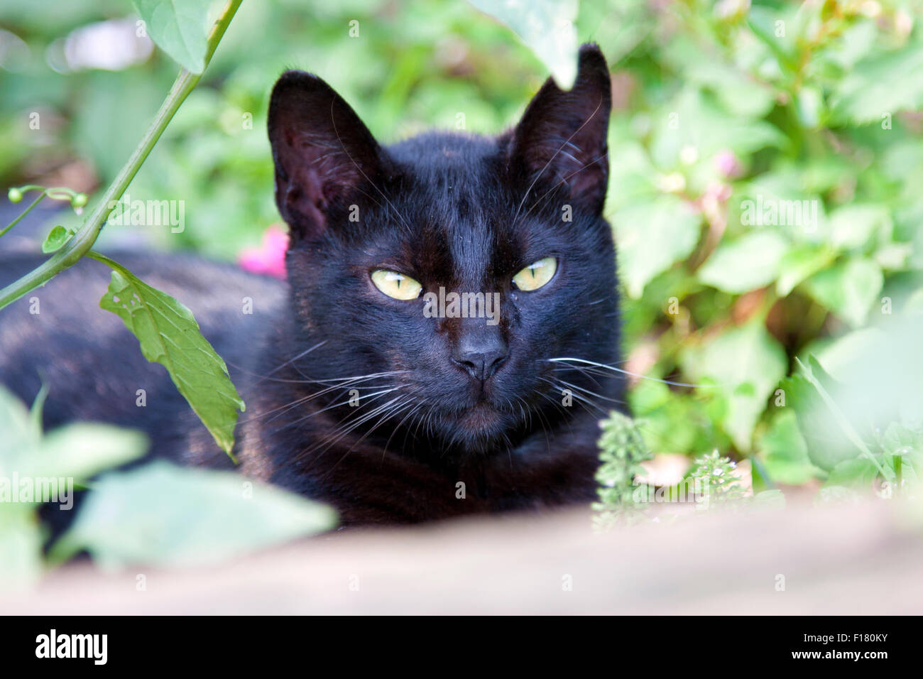 Retrato de un lindo gato negro mirando hacia adelante Foto de stock