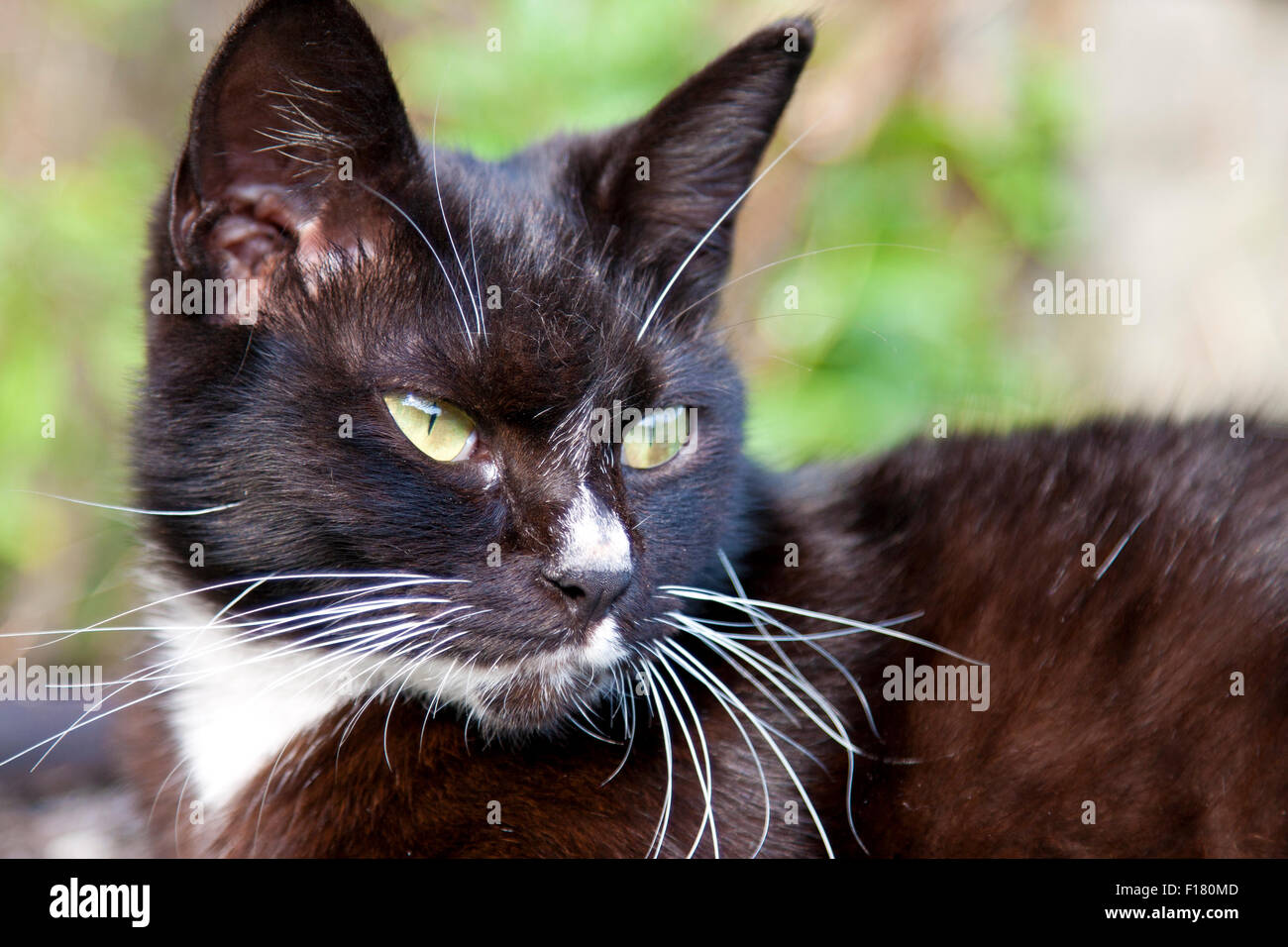 Retrato de un lindo gato negro mirando hacia adelante Foto de stock