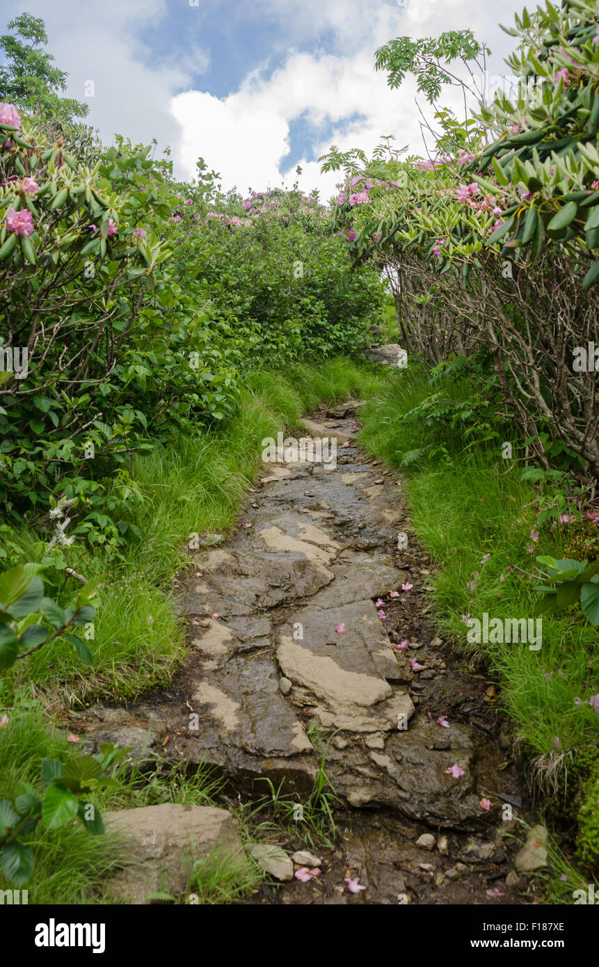 Una piedra sendero serpentea a través de rhododendron que sube hasta la cresta de hierba Calvo Foto de stock