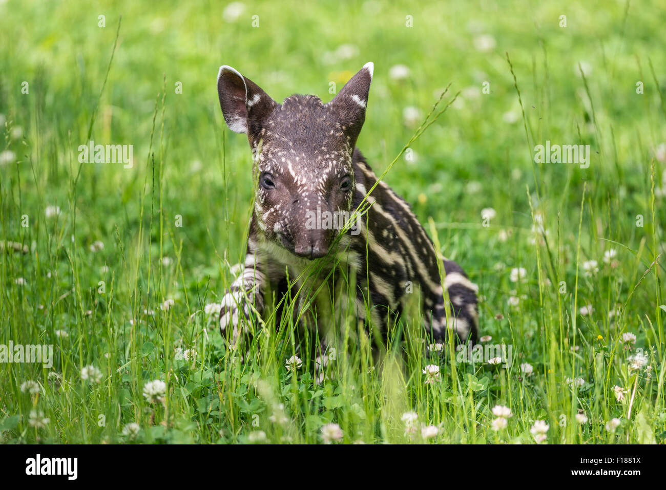 El bebé de nueve días de la Sudamericana en peligro tapir (Tapirus terrestris), también llamado la danta o tapir de tierras bajas Foto de stock