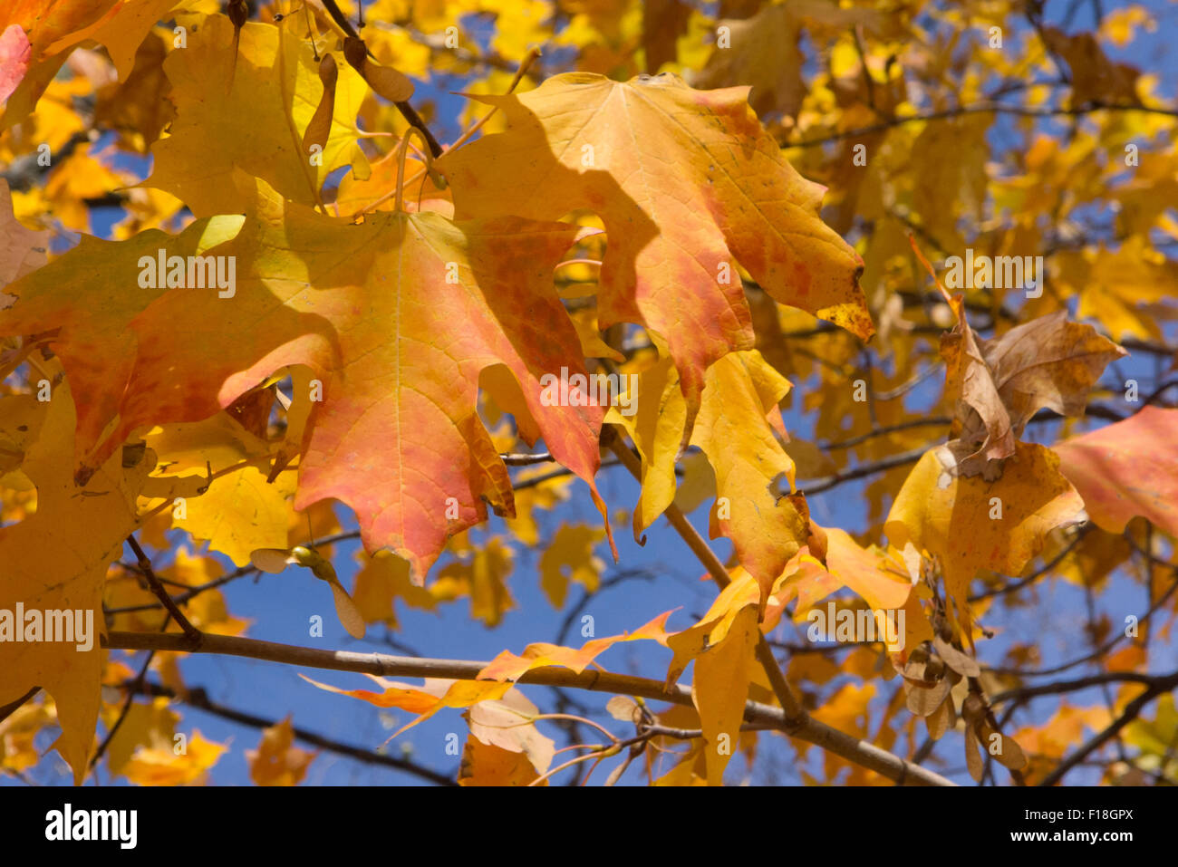 Hojas de arce en otoño, Canadá Foto de stock