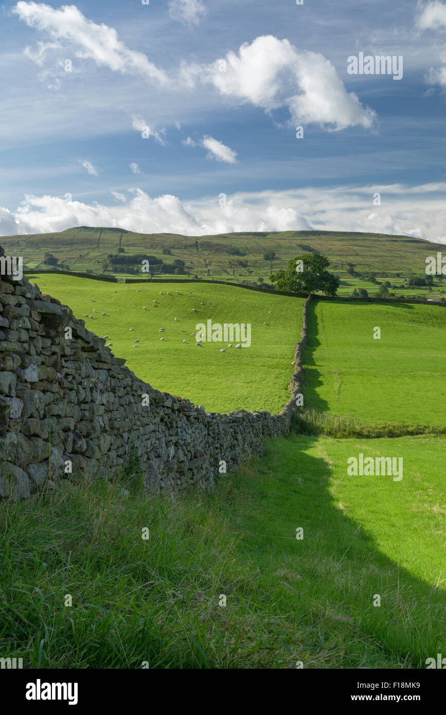 Muro de piedra seca y campos verdes en Hawes en Yorkshire Dales Foto de stock