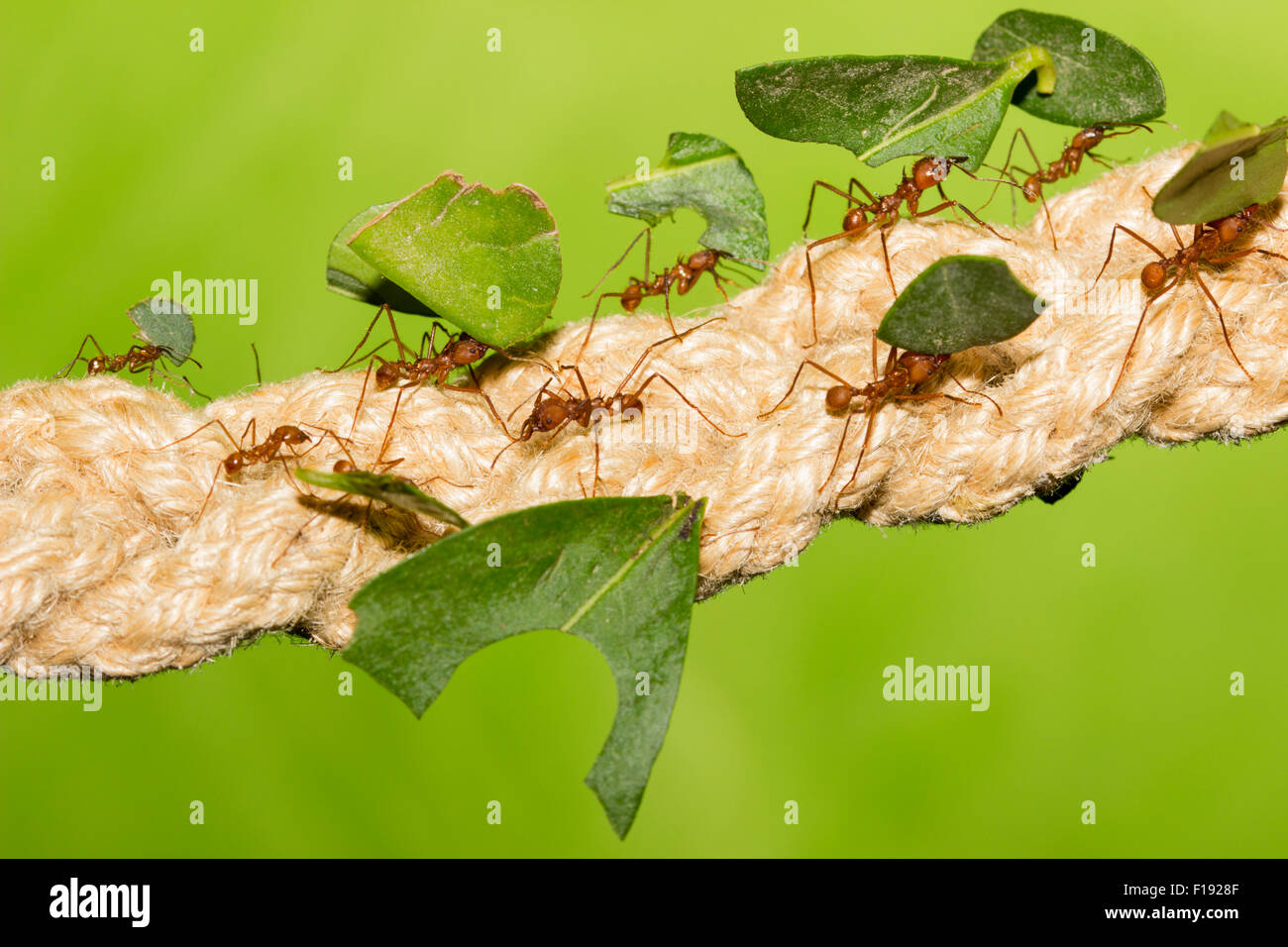Cortador de hoja en cautividad especies de hormigas Atta, llevando el follaje cortado de nuevo al nido Foto de stock