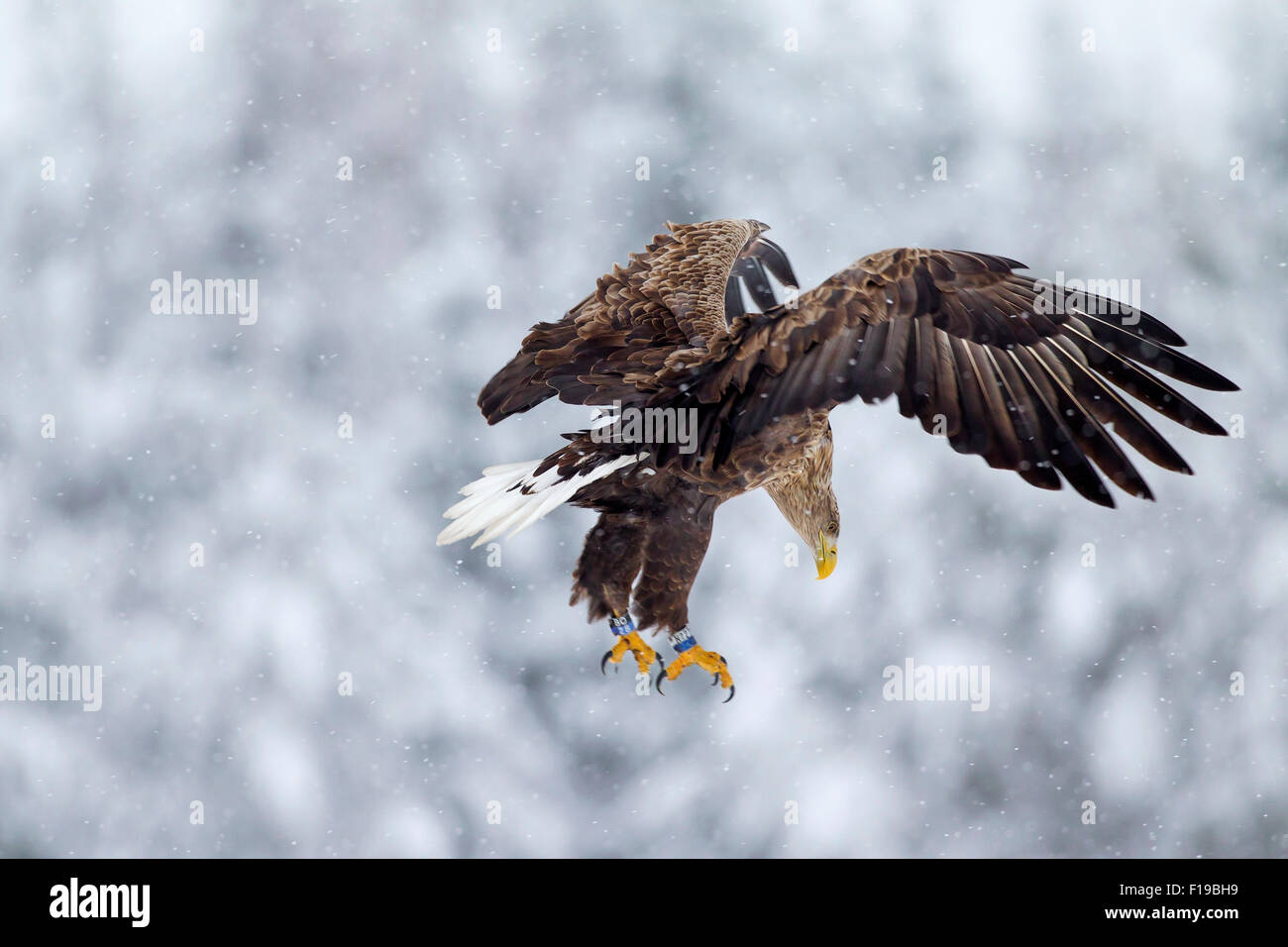 El águila de cola blanca / Águila de Mar / Erne (Haliaeetus albicilla) con las alas abiertas de aterrizaje en la nieve en invierno Foto de stock