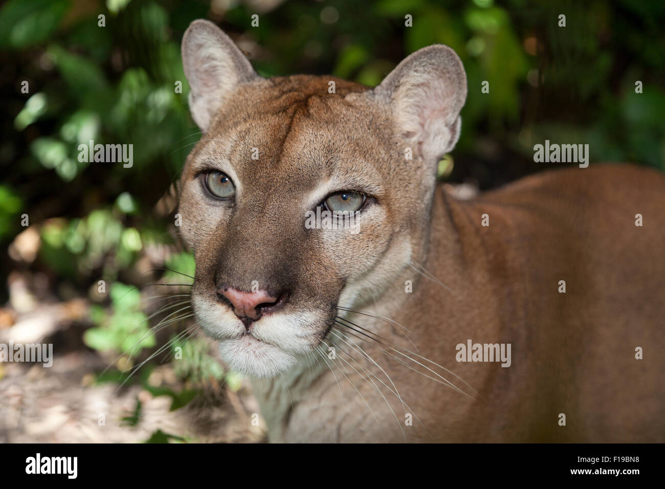 Un puma con grandes ojos grises y piel marrón arrugas en su frente,  concentración, mientras mira fijamente a la selva Fotografía de stock -  Alamy