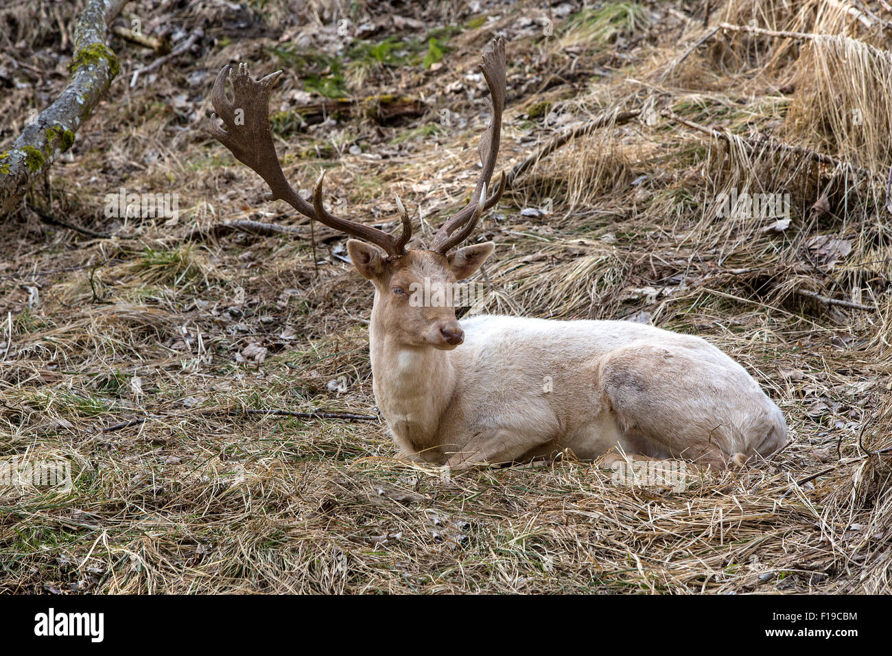 Albino buck ciervos se asienta en el bosque Foto de stock