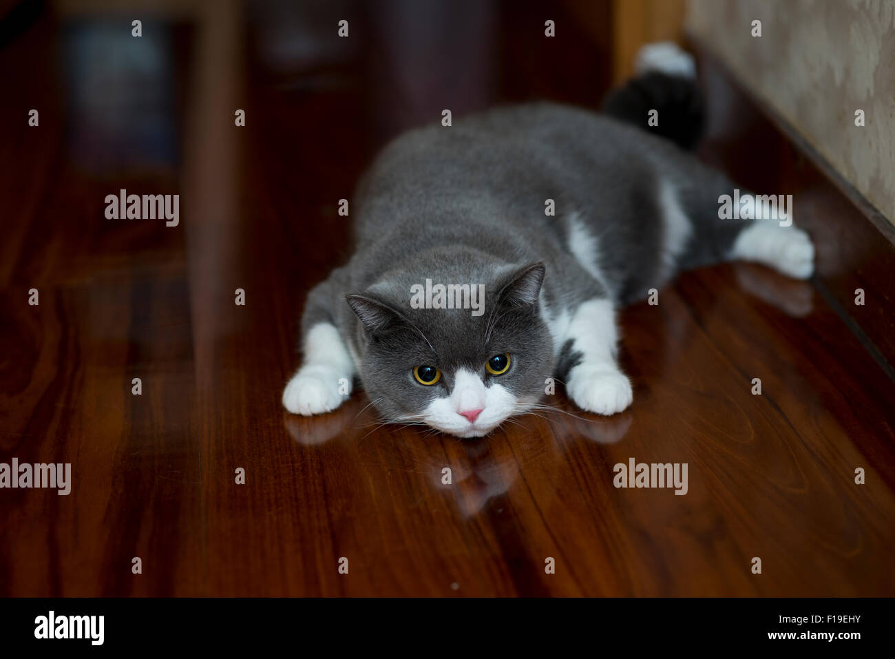Pelo Corto Ingles Cat En Azul Gris Con Blanco Color Mezclado British Gato Domestico Fotografia De Stock Alamy