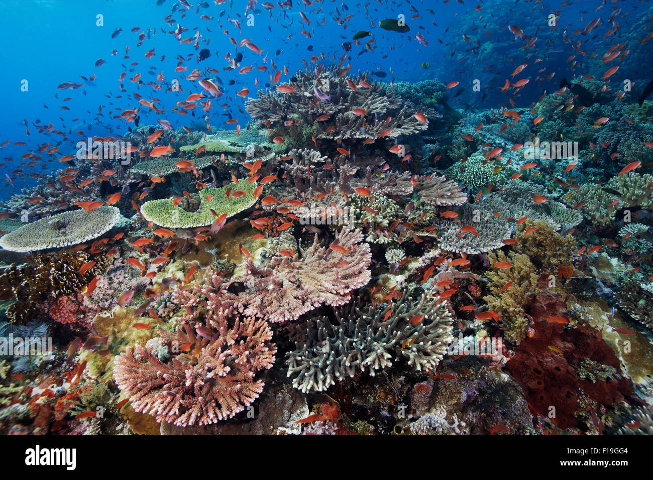 PX0426-D. saludable arrecife de corales en remoto. Indonesia, Indo-Pacífico tropical del océano. Photo Copyright © Brandon Cole. Foto de stock