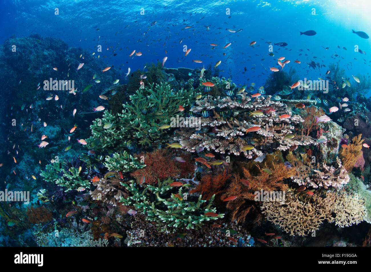 Px0660-D. un arrecife de coral saludable en todo su esplendor, con muchas especies de peces y corales floreciente. Indonesia, del océano Pacífico tropical Foto de stock