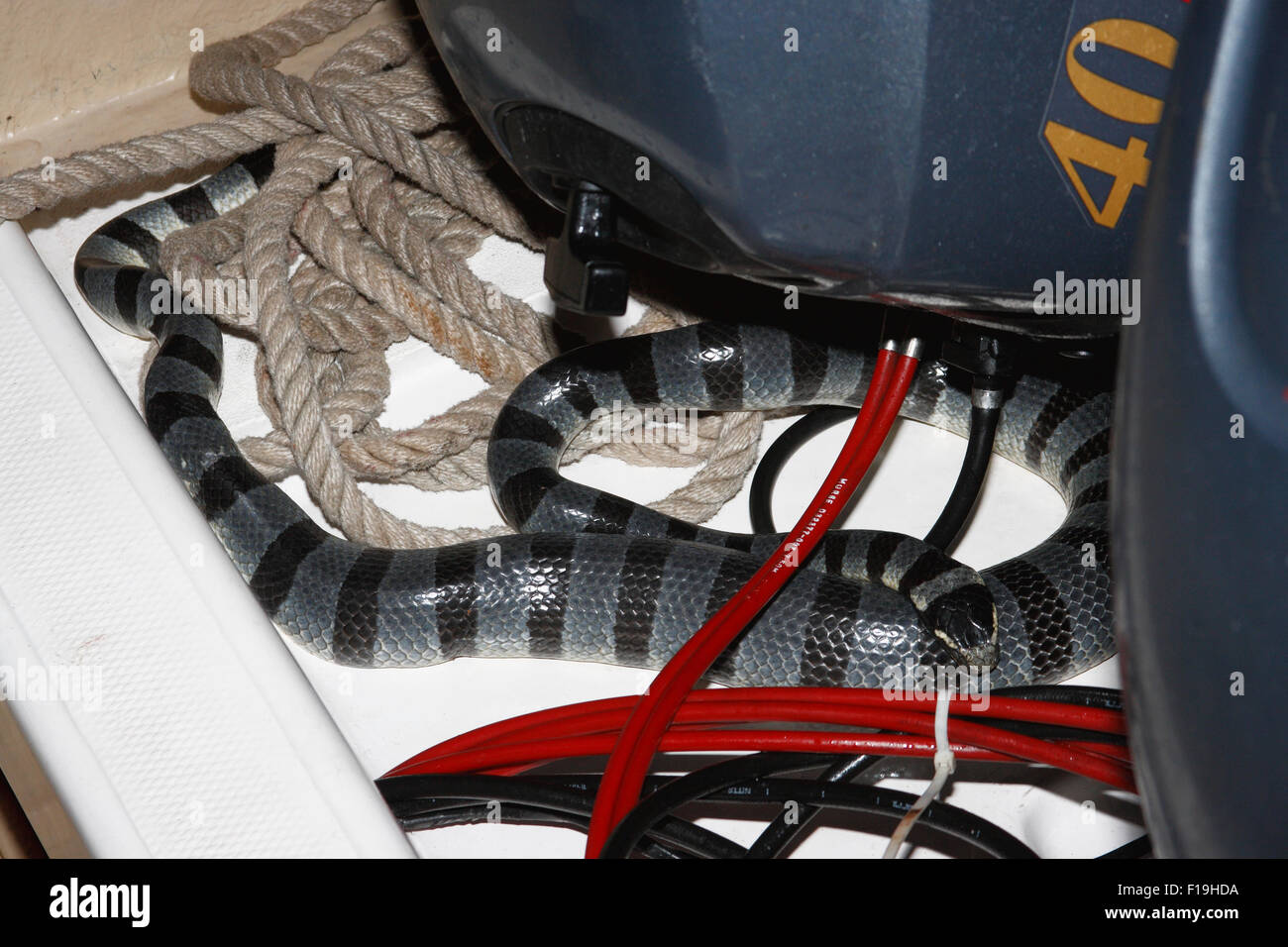 Px72133-D. Mar Colubrine Laticauda colubrina (Serpiente), serpiente venenosa en barco por la noche. También llamado Mar Krait con bandas. Indonesia Foto de stock